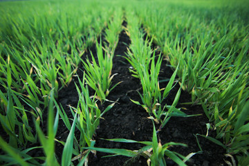 growing grass at meadow