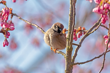 Eurasian Tree Sparrow sitting on a twig