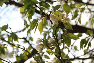 Apple tree flowers