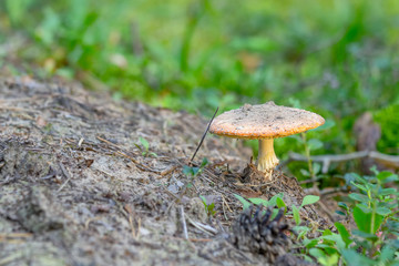 the fungus is an inedible mushroom Amanita pantherina growing in a coniferous forest. Toadstool orange grows in a dry forest. Forest mushroom on a blurred background. Suitable for website, catalog.