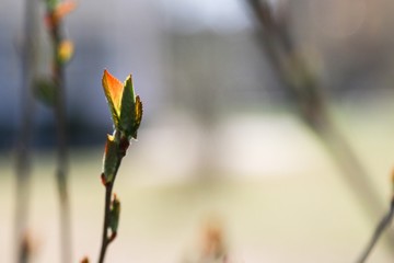 Buds in spring 