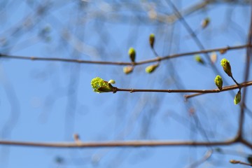 Spring buds