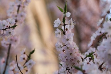 Cherry tree flowers 