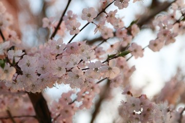 Cherry tree flowers 