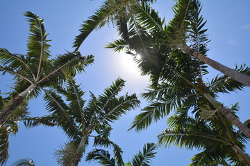 Plakat palm trees against blue sky