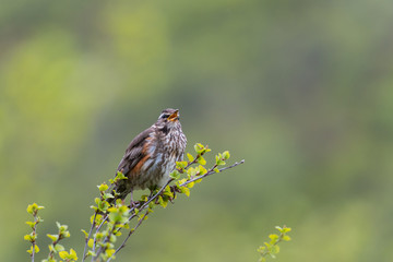 Singing Redwing (Turdus iliacus) trush in green surrounding