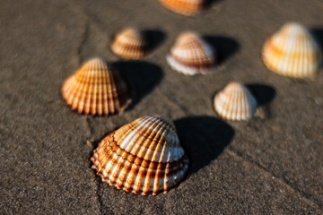 beach in the Zakynthos with shell