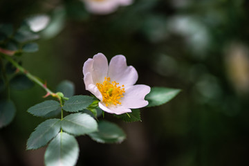 Close up of wild dog rose flowers