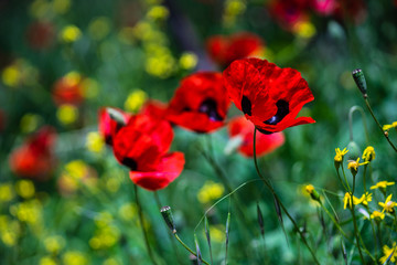 Vivid red poppy flowers