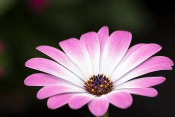 Fototapeta premium lila weiße Blühte