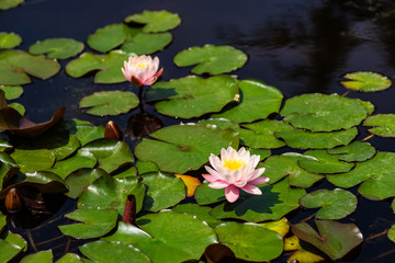 Water lily flowers