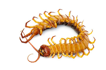 Image of dead centipedes or chilopoda isolated on white background. Animal. poisonous animals.