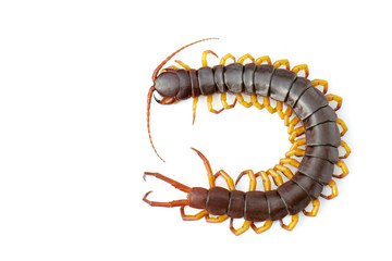 Image of centipedes or chilopoda isolated on white background. Animal. Poisonous animals.