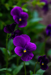 Tricolor viola flowers