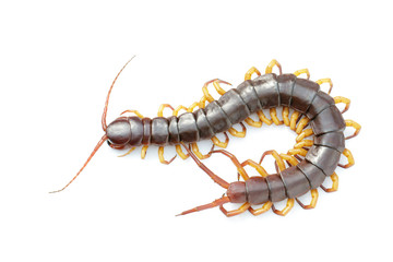 Image of centipedes or chilopoda isolated on white background. Animal. Poisonous animals.