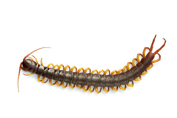 Image of centipedes or chilopoda isolated on white background. Animal. Poisonous animals.