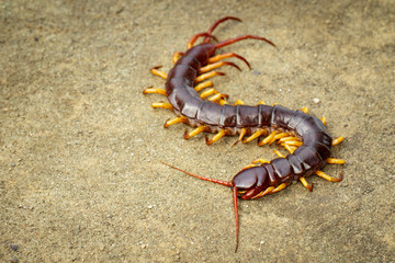 Image of centipedes or chilopoda on the ground. Animal. poisonous animals.