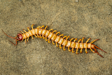 Image of dead centipedes or chilopoda on the ground. Animal. poisonous animals.