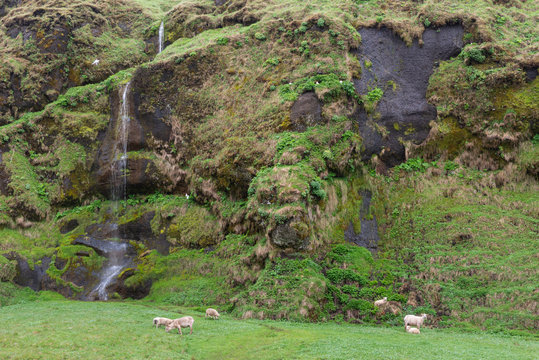 Icelandic landscape with sheep and waterfall