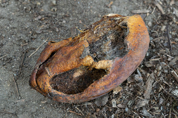 A rotten mango on the ground