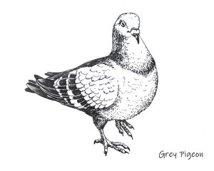 hand-drawn city grey pigeon pen drawing - 268491122