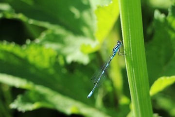 Belarus. Pochaevichi. Blue dragonfly