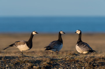 Barnacle geese in beautiful light in Icelandic summer landscape.