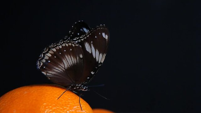 butterfly mandarin dark background hd footage 