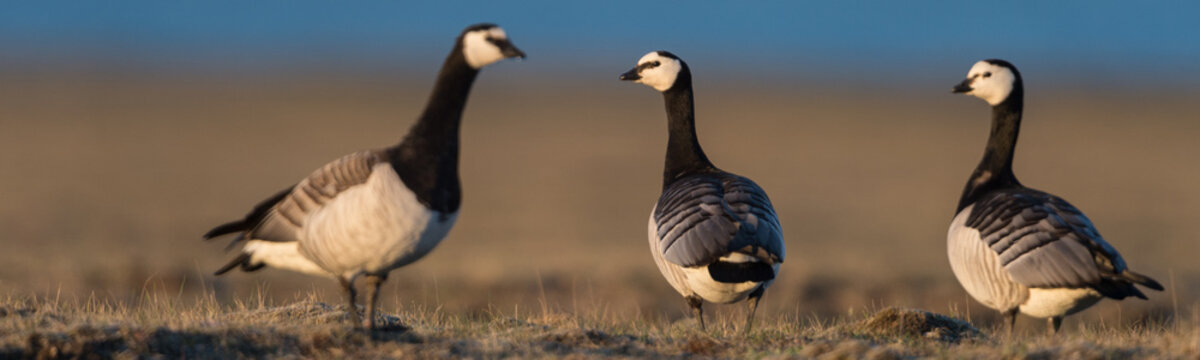 Barnacle geese in beautiful light in Icelandic summer landscape.