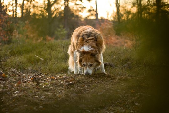 border collie in forest at sunset. annimal in wild nature.