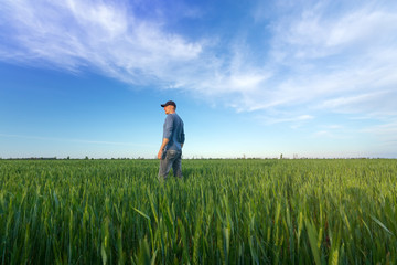 people wheat field sunset / landscape spring field agriculture of Ukraine