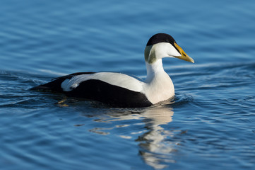 Male common eider seaduck on the waters of Jokusarlon glaciar lake