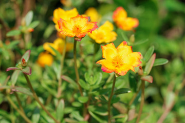 Flower Portulaca oleracea Blossoming in the morning sun in the summer of Thailand