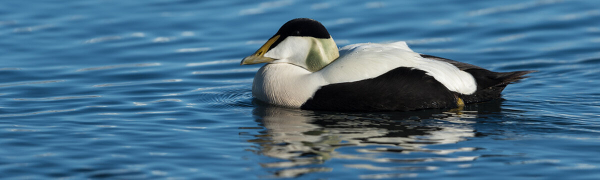 Mergini Bilder Durchsuchen 2,441 Archivfotos, und