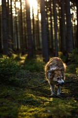border collie in forest at sunset. annimal in wild nature.