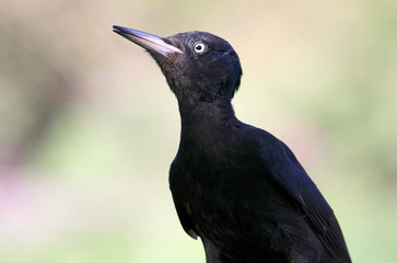 Female of Black woodpecker, Dryocopus martius