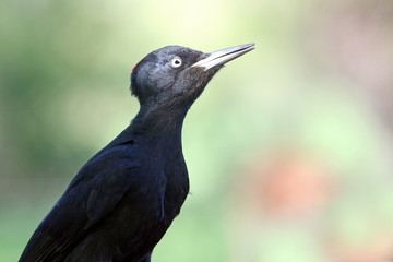 Female of Black woodpecker, Dryocopus martius