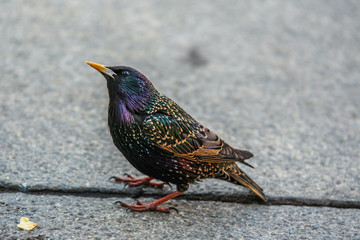 2010.04.11, Moscow, Russia. cute starling sitting on the road.