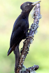 Female of Black woodpecker, Dryocopus martius