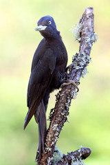 Female of Black woodpecker, Dryocopus martius