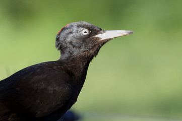 Female of Black woodpecker, Dryocopus martius