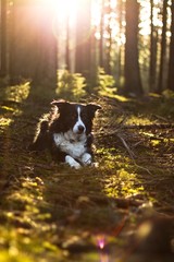 black and white border collie in the green forest at sunrise