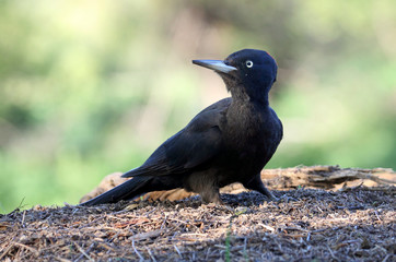 Female of Black woodpecker, Dryocopus martius