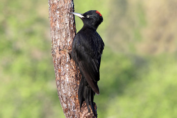 Female of Black woodpecker, Dryocopus martius