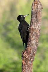 Female of Black woodpecker, Dryocopus martius