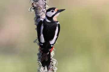 Great spotted woodpecker, Dendrocopos major