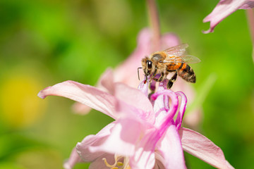 Bee sitting on a flower in summer