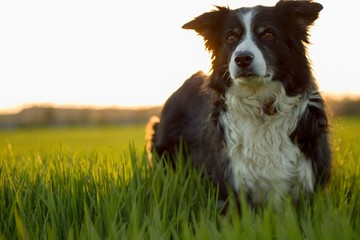 black and white border collie in green meadow with grass at spring sunset