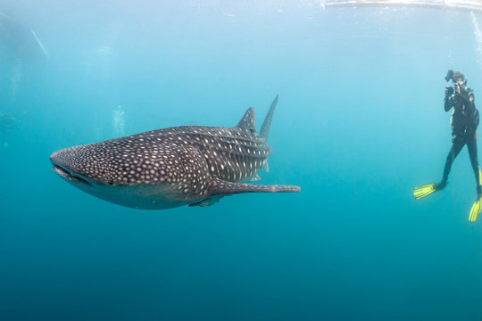 Whale Shark Underwater Approaching A Scuba Diver In The Deep Blue Sea Similar To Attack But Inoffensive