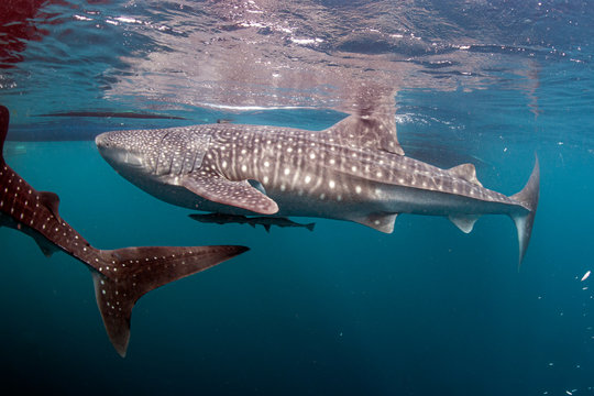 Whale Shark Close Encounter In West Papua Cenderawasih Bay